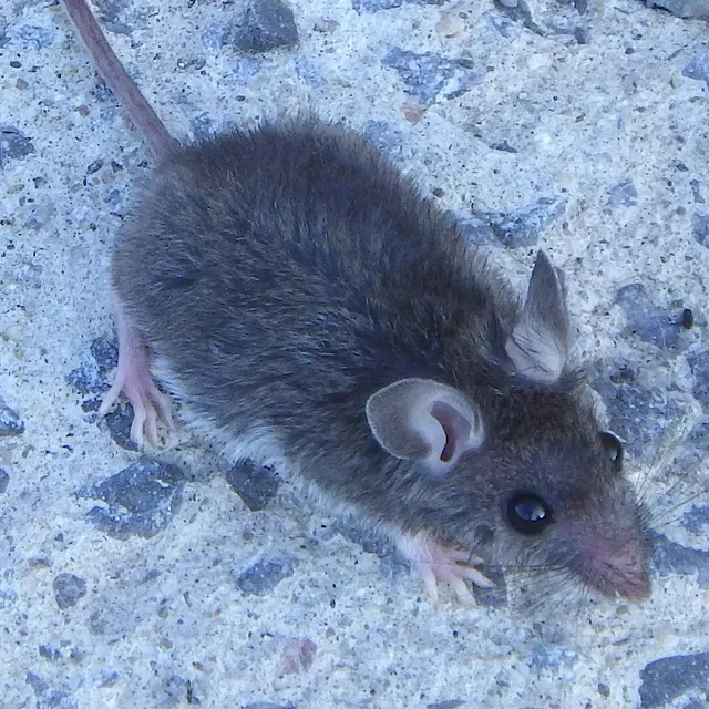 A house mouse with rounded ears and long whiskers